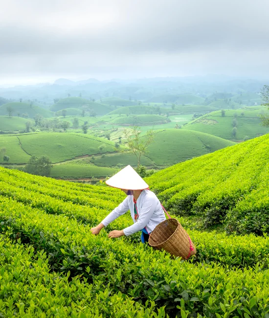Tea
